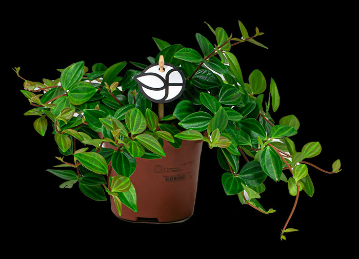 37c756e3-2a05-4d60-b1a0-6e1ce322b8d1-sfeerbeeld.jpg (2080480) 