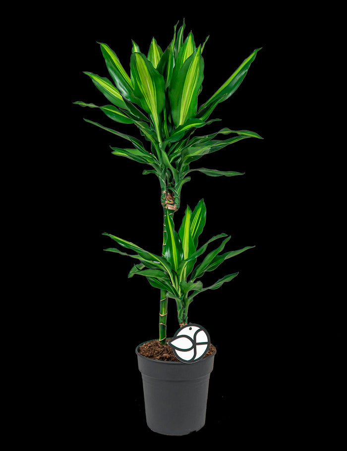 3598f07e-92ee-4b4b-9fbd-80d9fb22afb5-sfeerbeeld.jpg (2086613) 