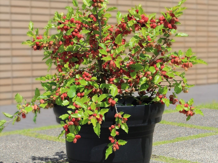 Bloomique - Morus Mojo Berrie P13H15