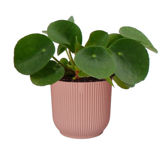 ad1b27dc-2ab4-4448-b569-1964b74afc54-sfeerbeeld.jpg (2111333) 