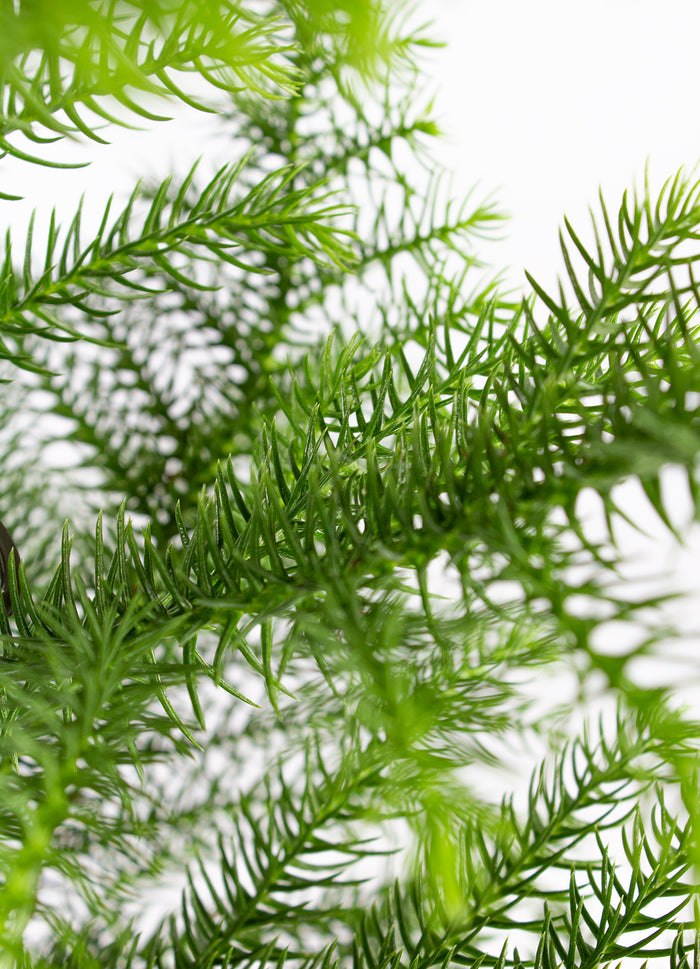 Bloomique - Apenboom - Araucaria - ⌀ 15 cm - ↕ 50 cm