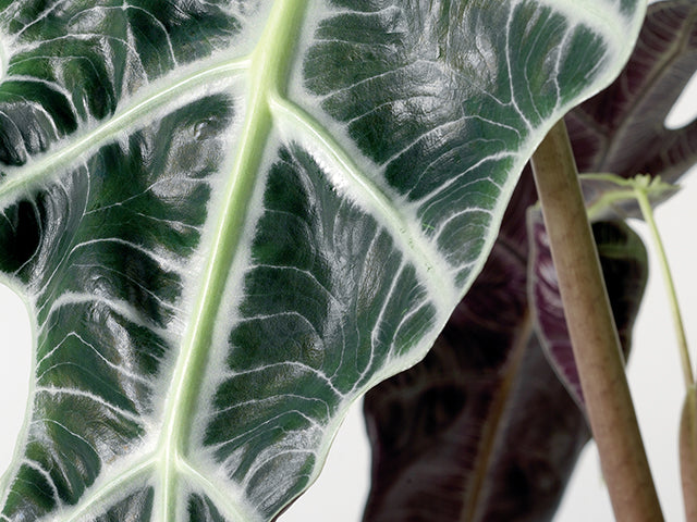 Bloomique - Alocasia Lauterbachiana P19H60