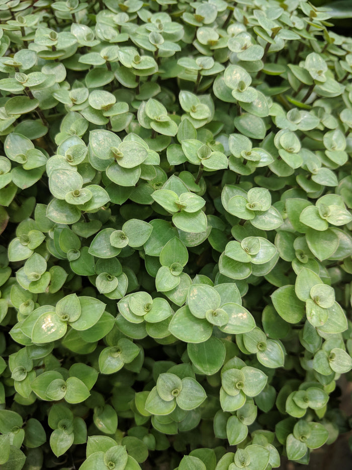 Bloomique - Schildpad plant - Calissia Repens - ⌀ 12 cm - ↕ 20 cm