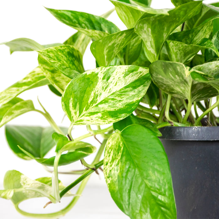 Bloomique - Scindapsus Marble Queen – ⌀17 cm - ↕35-45 cm