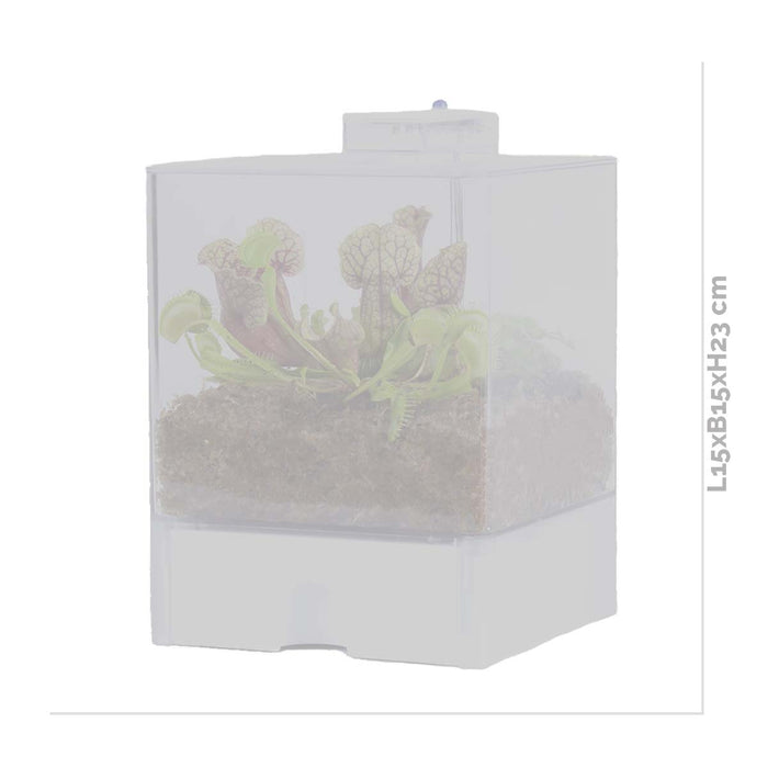 Bloomique - Plantenterrarium Bye Bye Fly – Vleesetende planten – ↕23