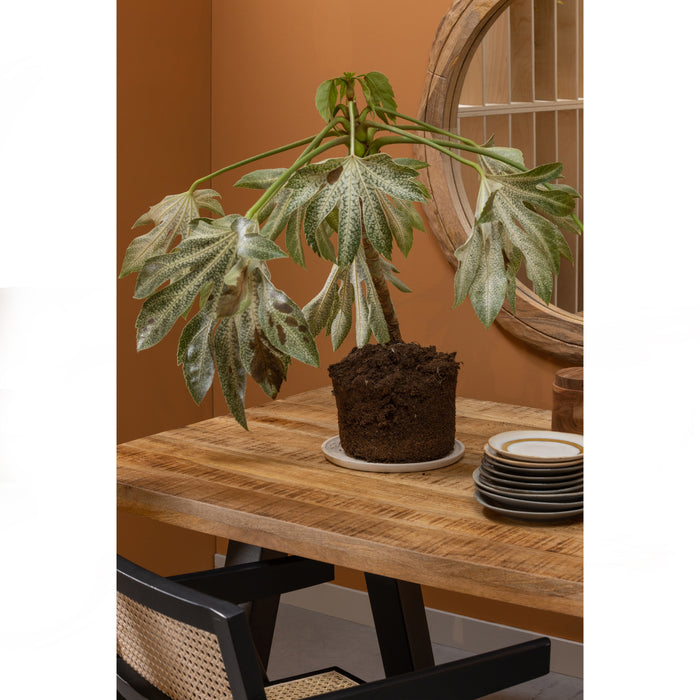 351356ec-2318-4d3a-ac9d-5d047cd51ac4-sfeerbeeld.jpg (2207459) 