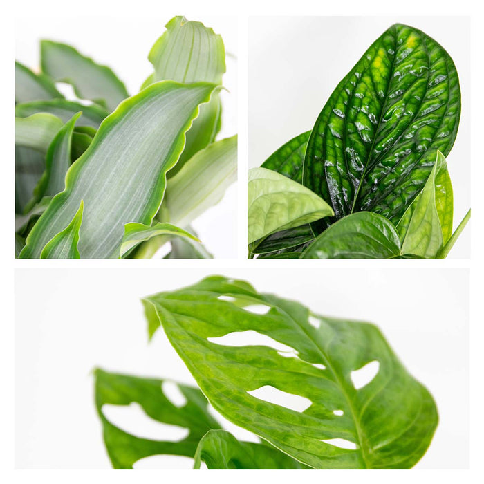 Bloomique - 3x Botanische Kamerplanten Mix – ⌀12 cm - ↕20-25 cm