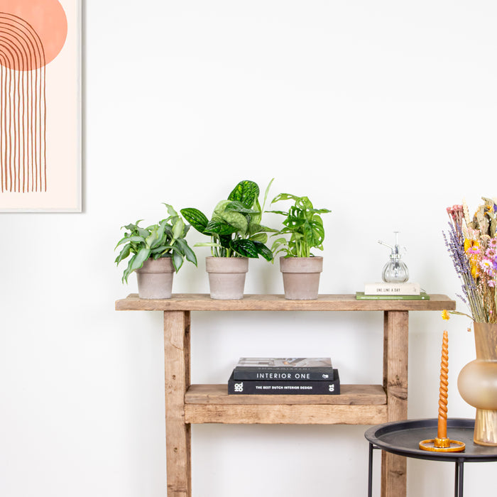 Bloomique - 3x Botanische Kamerplanten Mix – ⌀12 cm - ↕20-25 cm