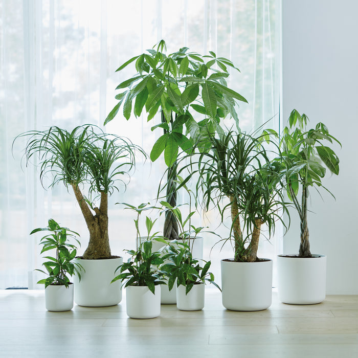 Elho B.For Soft Bloempot Rond 22 cm