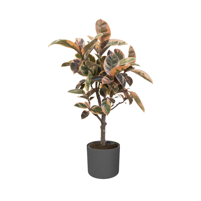 Elho B.For Soft Bloempot Rond 25 cm