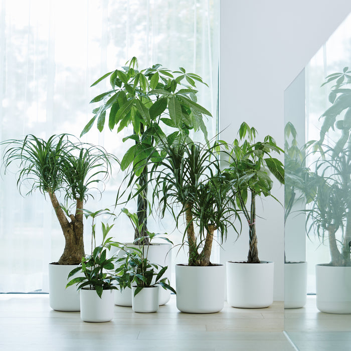 elho B.For Soft Bloempot Rond 25 cm