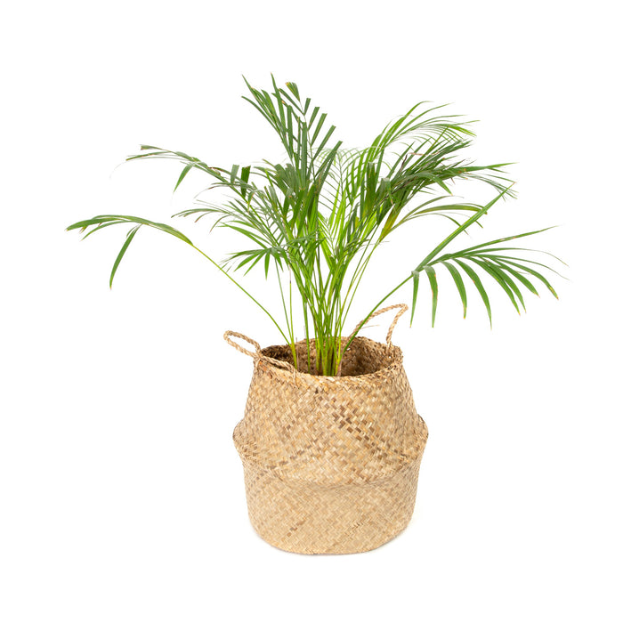 271487-x32.jpg (2653168) 