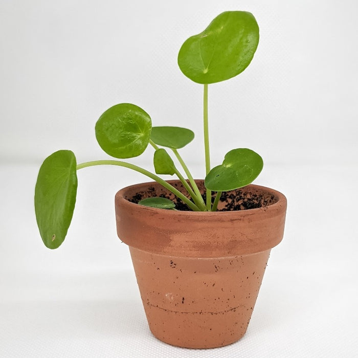 1da818a0-f7c1-4d3f-92c1-60f4c9193426-afbeelding4.jpg (2674862) 