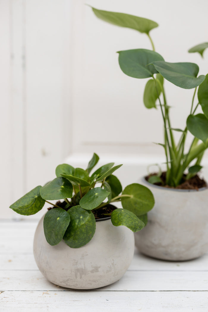 1da818a0-f7c1-4d3f-92c1-60f4c9193426-afbeelding7.jpg (2674865) 