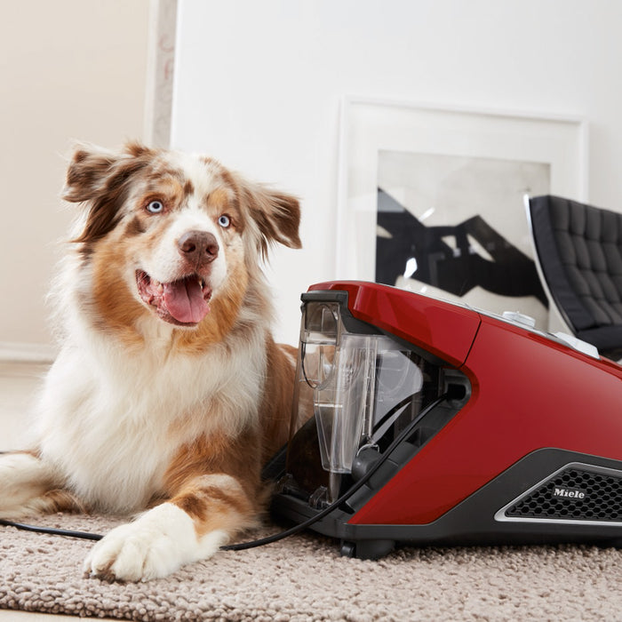 Miele Blizzard CX1 Cat & Dog PowerLine Stofzuiger