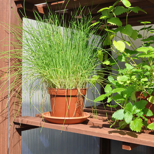 Royal Well Patiokas Rosemary's Choice