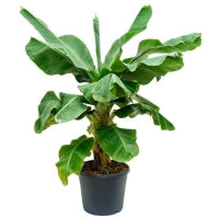 Fleurdirect Bananenplant Musa Tropicana L