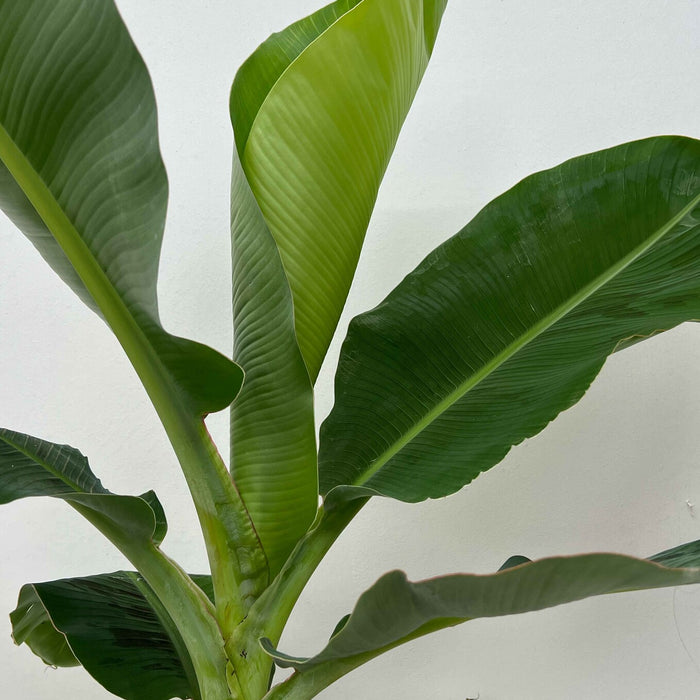 Fleurdirect Bananenplant Musa Tropicana L