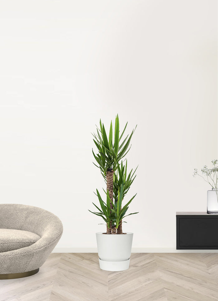 Elho Yucca Drietak In Greenville