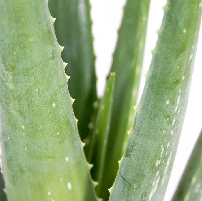 Bloomique - 2x Aloe Vera Barbadensis - Vetplant - ⌀12 cm - ↕35-40 cm
