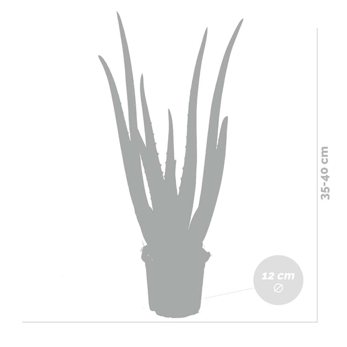 Bloomique - 2x Aloe Vera Barbadensis - Vetplant - ⌀12 cm - ↕35-40 cm