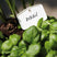 Elho Green Basics Plantlabels M - Set van 5