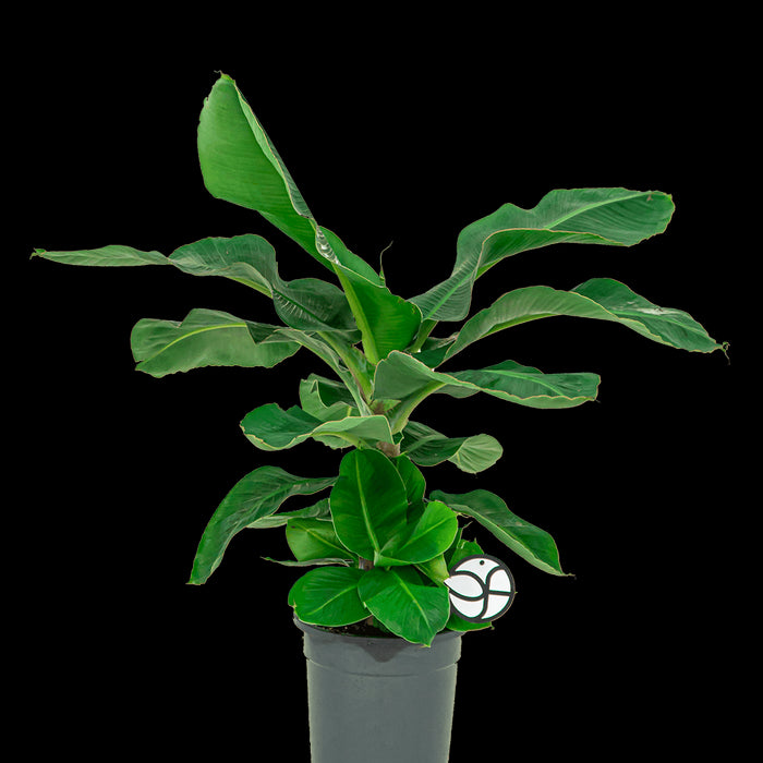 a7696282-da2e-442f-85e3-b4483ef2e774-sfeerbeeld.jpg (3073973) 