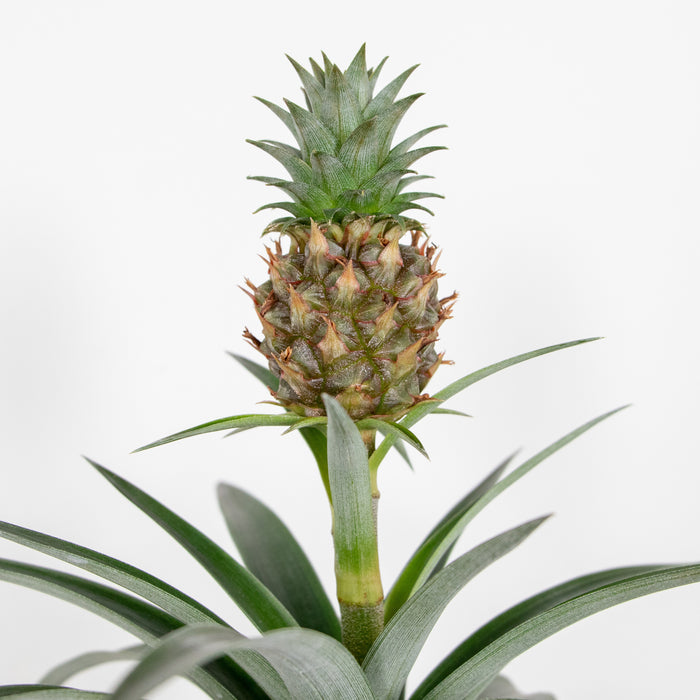 Bloomique - 2x Ananas comosus 'Mi Amigo' – Ananasplant – ⌀12 – ↕30-35