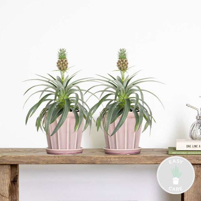 Bloomique - 2x Ananas comosus 'Mi Amigo' – Ananasplant – ⌀12 – ↕30-35