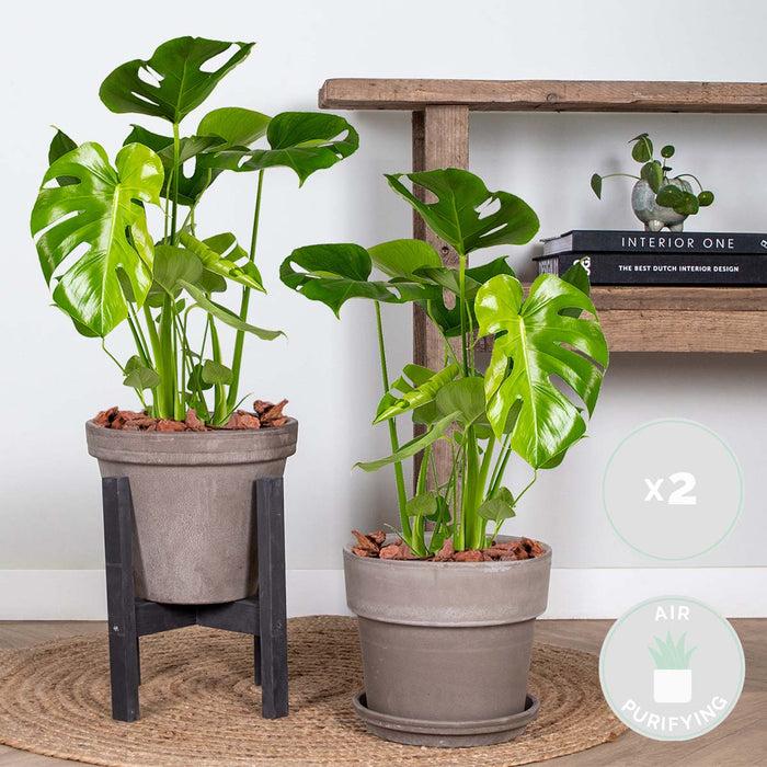 Bloomique - 2x Monstera Deliciosa - Gatenplant - ⌀17 cm - ↕50-60 cm