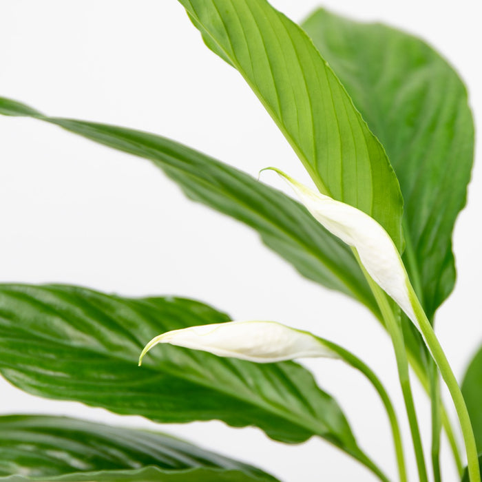 Bloomique - Spathiphyllum 'Torelli' - Lepelplant - ⌀12 cm - ↕35-45 cm