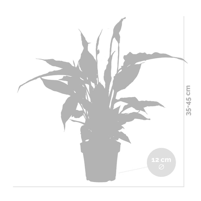 Bloomique - Spathiphyllum 'Torelli' - Lepelplant - ⌀12 cm - ↕35-45 cm