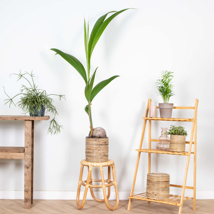 Bloomique - Cocos 'Nucifera' - Kokospalm - ⌀19 cm - ↕110-120 cm