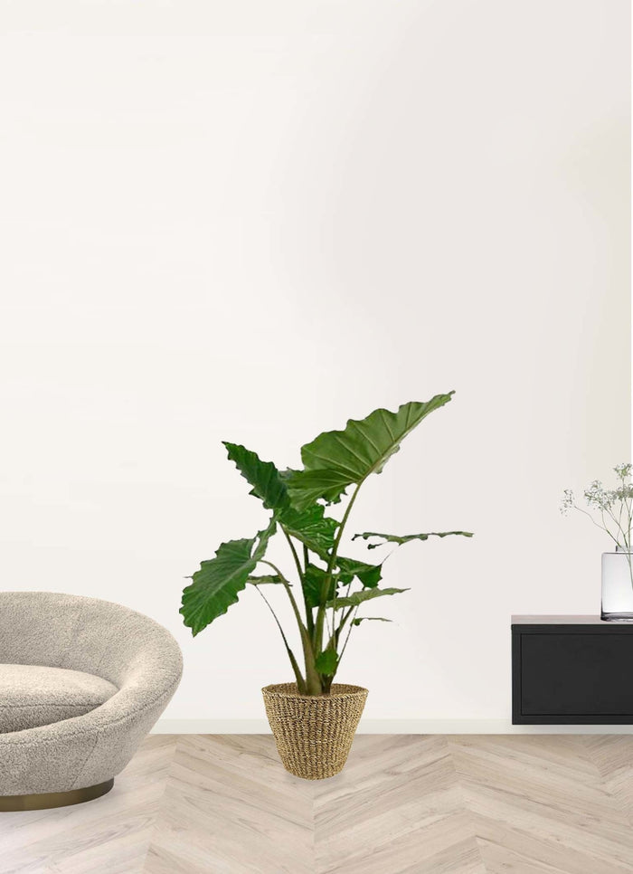 Fleurdirect Portadora in Zeegras Pot XL