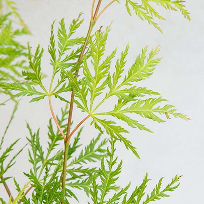 Bloomique - Acer  'Emerald Lace' – Japanse Esdoorn – ⌀19 - ↕60-70