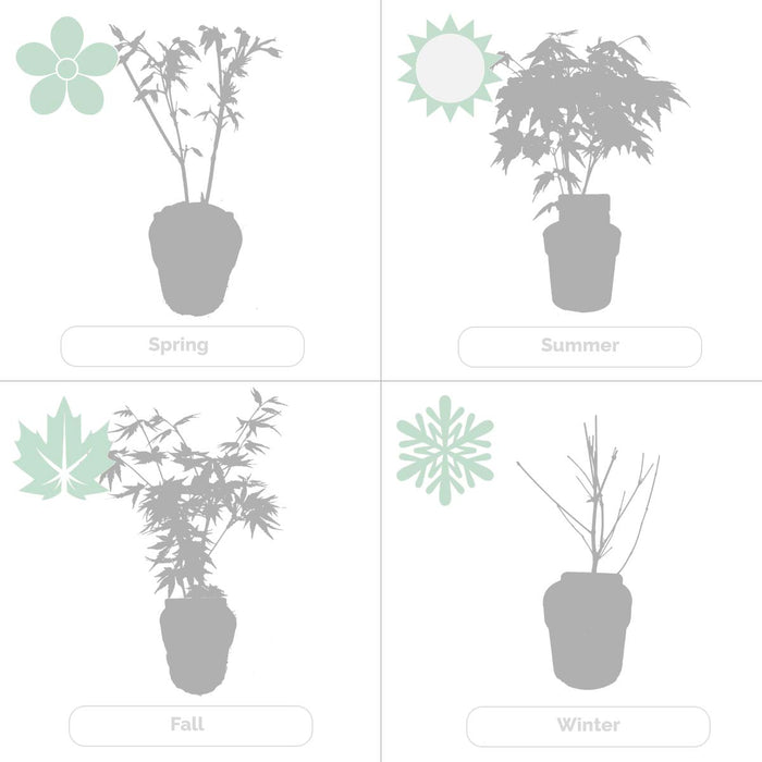 Bloomique - Acer  'Emerald Lace' – Japanse Esdoorn – ⌀19 - ↕60-70