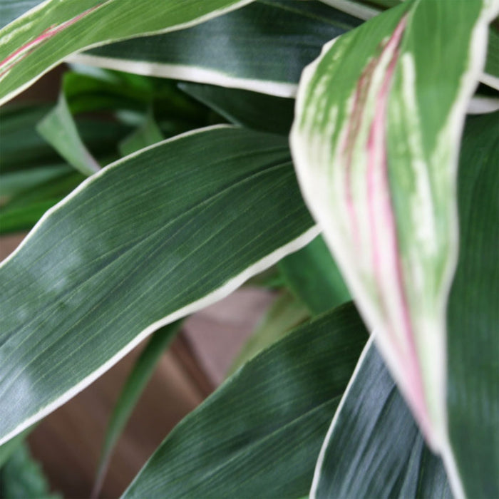 eba3bf75-5967-4880-9793-4a32a4459a8c-afbeelding7.jpg (3221680) 