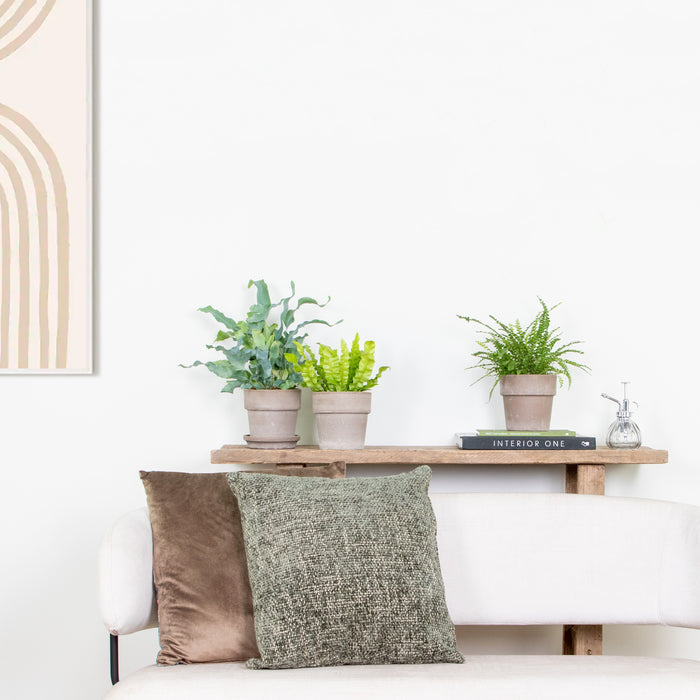 Bloomique - 3x Luchtzuiverende Varen Mix – ⌀12 cm - ↕25-35 cm