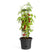 elho Green Basics Tomatenpot 33 cm