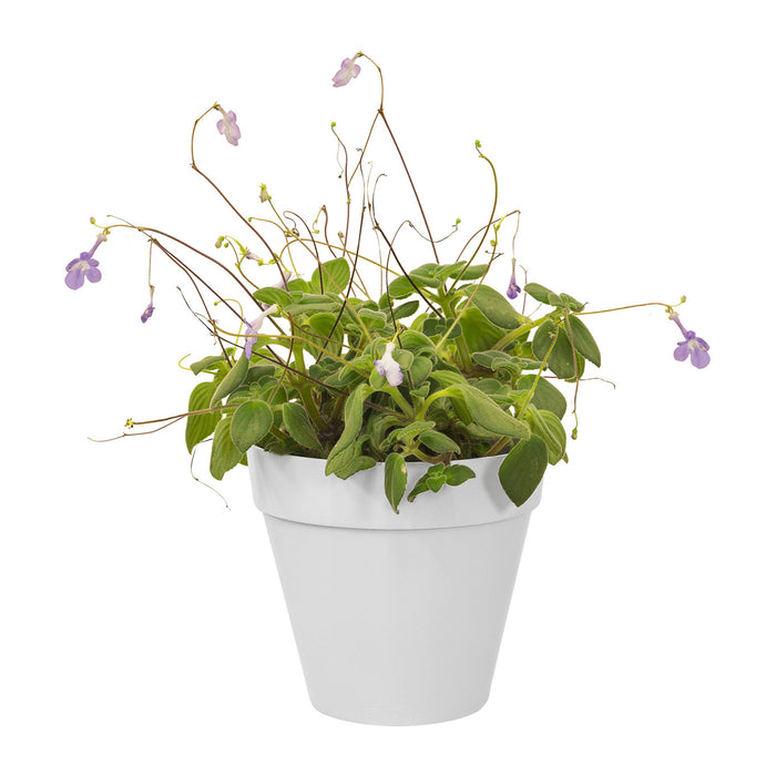 Elho Loft Urban Green Wall Single Bloempot 15 cm