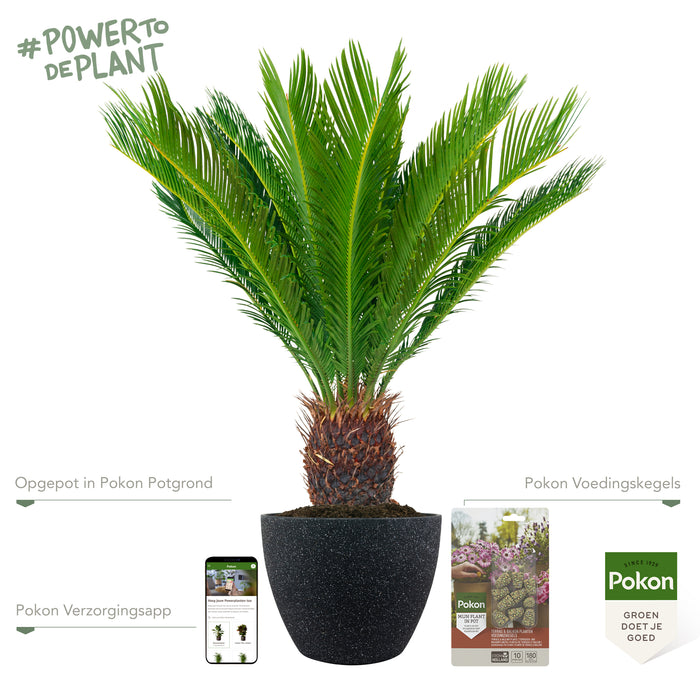 Pokon Cycas Palm incl. voeding in Nova Pot Terrazzo Zwart ↕75 cm