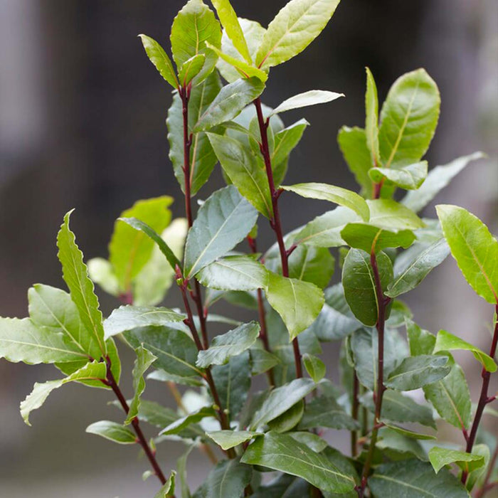 Bloomique - Laurus Nobilis - Keukenlaurier - ⌀15 cm - ↕30-45 cm