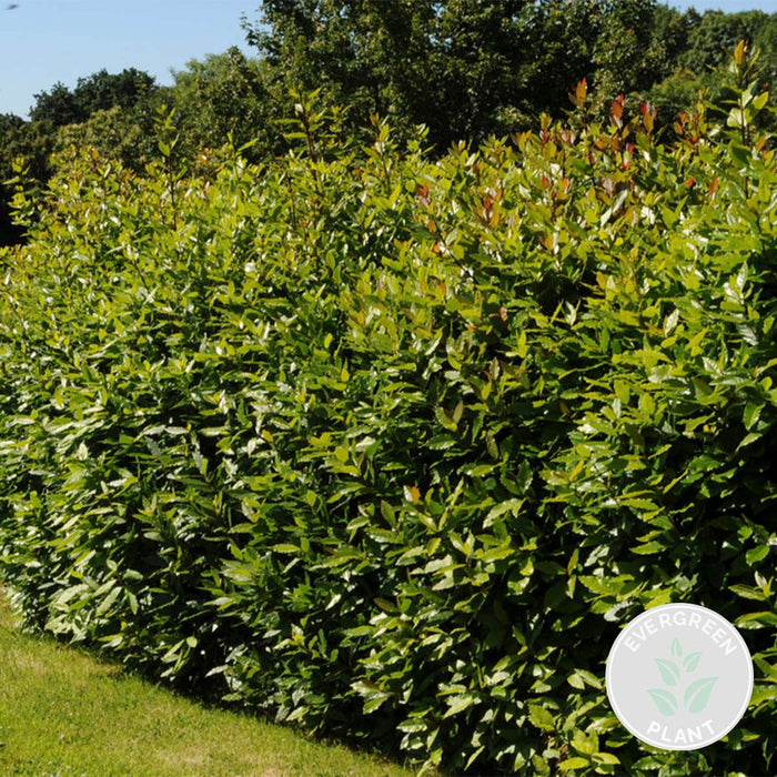 Bloomique - Laurus Nobilis - Keukenlaurier - ⌀15 cm - ↕30-45 cm