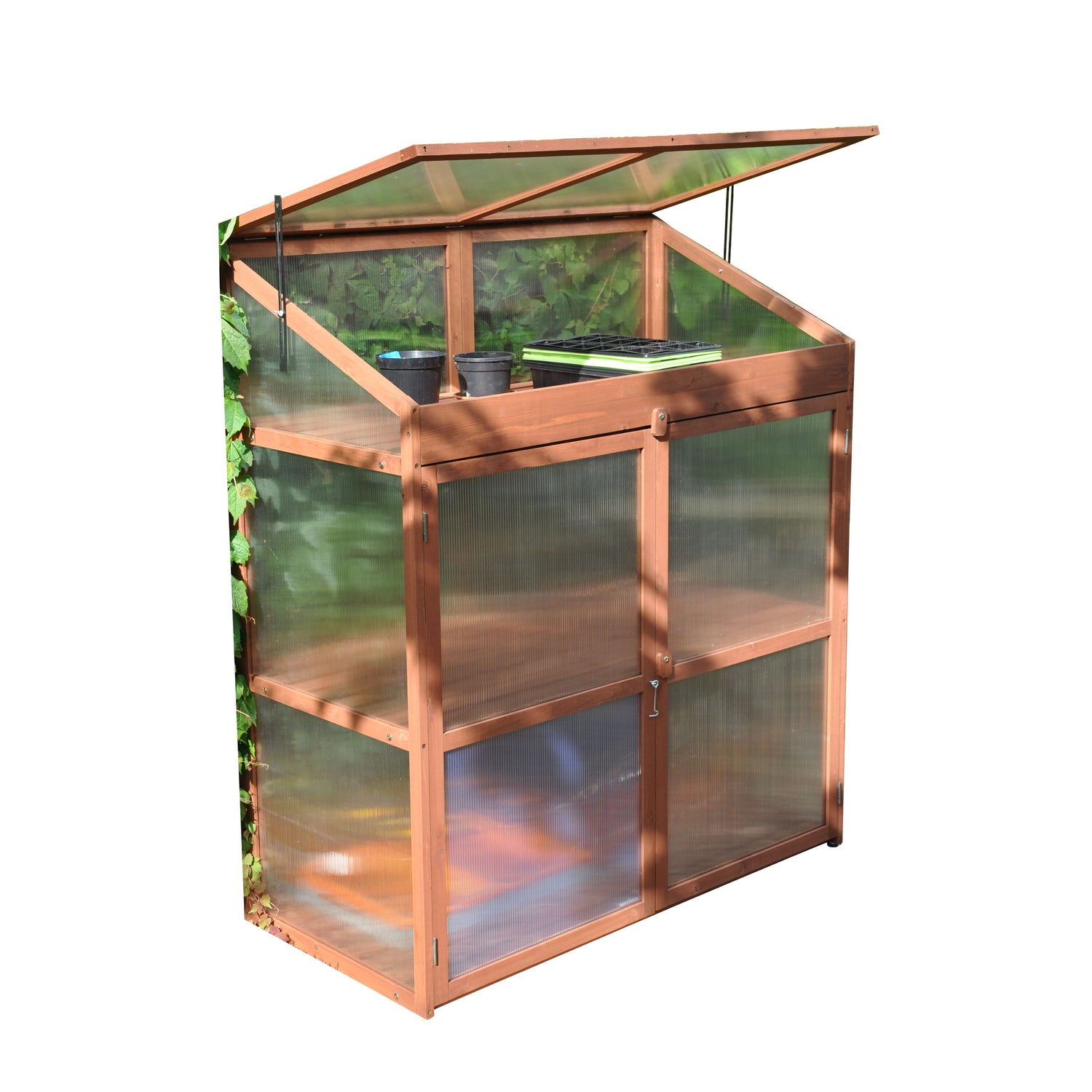 Royal Well Sweet Basil Patiokas