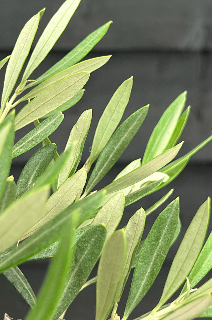 Fleurdirect Olijfboom L