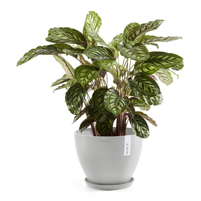 Ecopots Antwerp 30