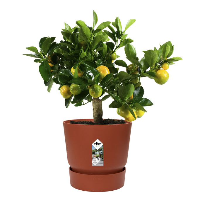 Elho Greenville Bloempot 25 cm