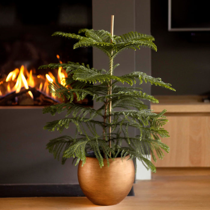 296768-x03.jpg (3386266) 