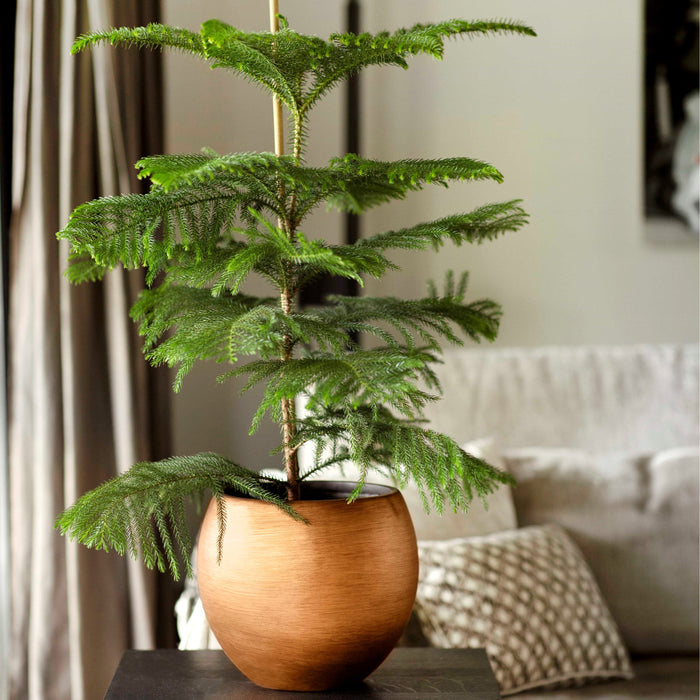 296768-x04.jpg (3386267) 