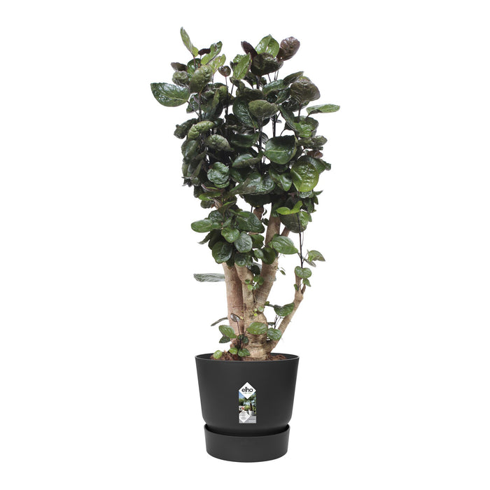 elho Greenville Bloempot 47 cm - 100% gerecycled kunststof